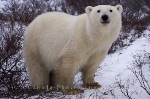 Photo: Polar Bear Curious Face Bear Watching Manitoba