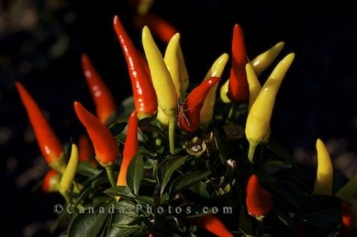 Photo: Chilly Chili Picture Vegetable Garden Montreal Botanical Garden
