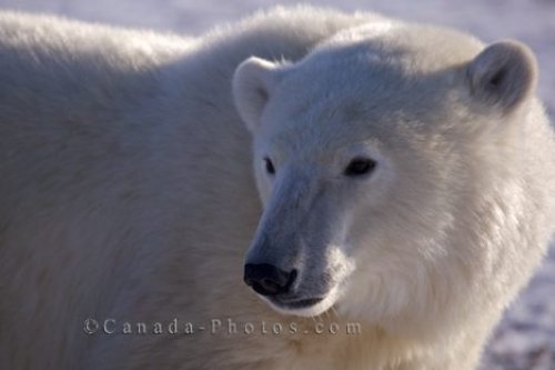 Photo: Churchill Manitoba Wildlife Picture Camp Nanuq Hudson Bay