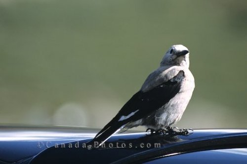 Photo: Picture Of A Clark's Nutcracker Bird Alberta