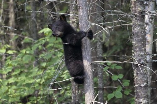 Photo: Climbing Black Bear Ontario Canada