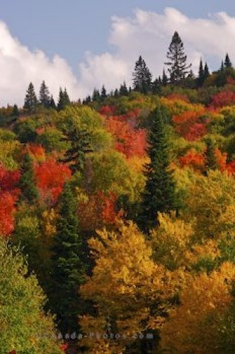 Photo: Colorful Autumn Trees Parc National Du Mont Tremblant