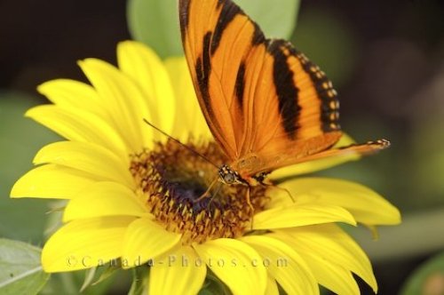 Photo: Colorful Butterfly Flower Picture