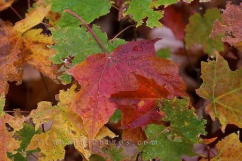 Photo: Colorful Leaves Algonquin Provincial Park