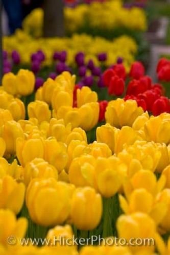 Photo: Colorful Tulips Street Gardens Niagara On The Lake Ontario