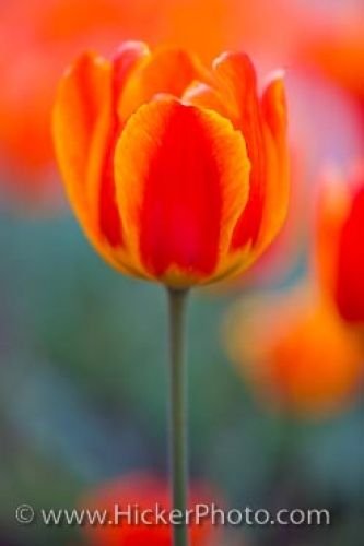 Photo: Colorful Tulips Niagara On The Lake Ontario Canada