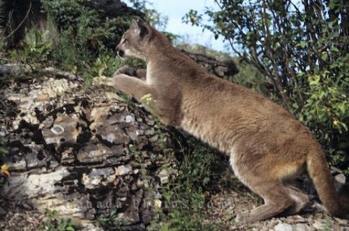 Photo: Cougar Hunting Vancouver Island