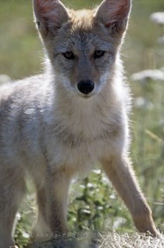 Photo: Coyote Pup