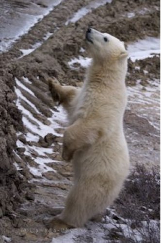 Photo: Curious Baby Polar Bear Tundra Buggy Churchill