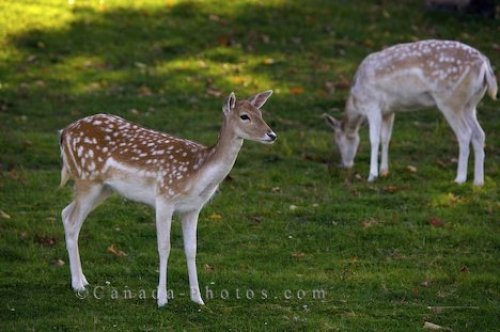 Photo: Cute Deer Picture Parc Omega Montebello Quebec