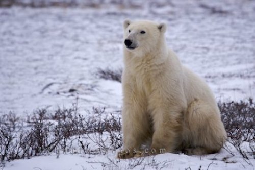 Photo: Cute Sitting Polar Bear Churchill Manitoba