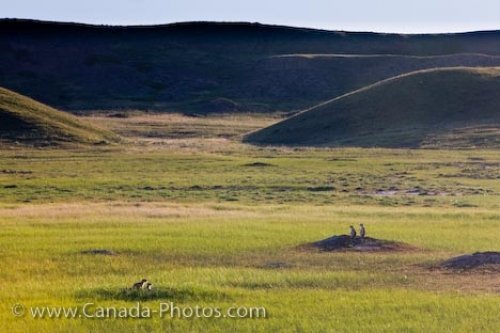 Photo: Dog Town Grasslands National Park West Block Saskatchewan