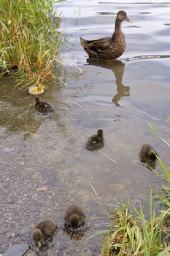Photo: Mallard Duck Family