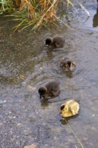 Photo: Ducklings