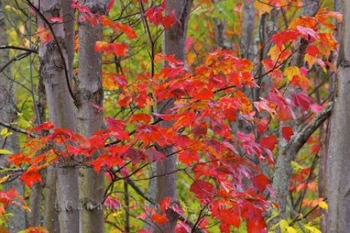 Photo: Fall Foliage Algonquin Provincial Park