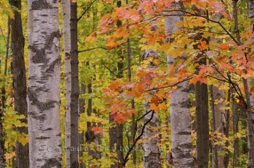 Photo: Fall Forest Changing Colours Rock Lake Ontario