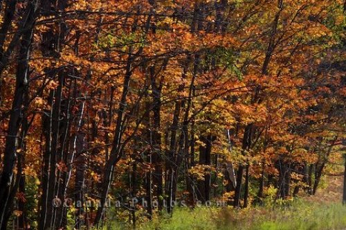 Photo: Fall Season Algonquin Provincial Park Ontario