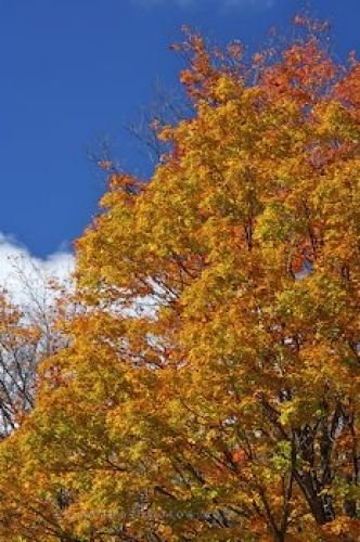 Photo: Fall Tree Algonquin Provincial Park Ontario
