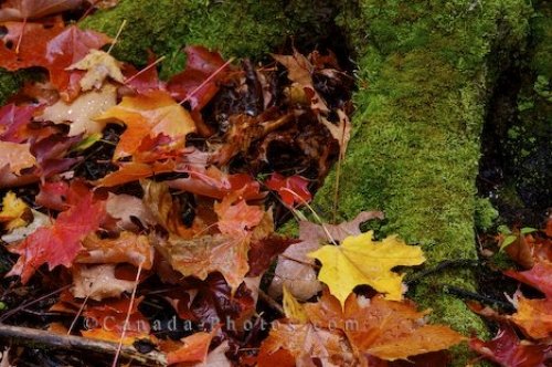 Photo: Fallen Leaves Algonquin Provincial Park