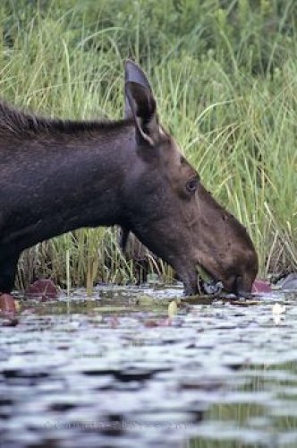 Photo: Feeding Moose Algonquin Provincial Park Ontario