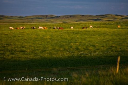 Photo: Field Grazing Cattle Morse Town Saskatchewan Canada