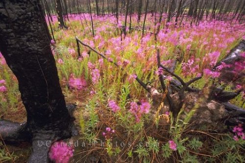 Photo: Fireweed Yukon Territories