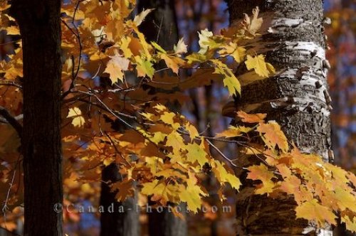 Photo: Forest Trees Autumn Colors Ontario Provincial Park
