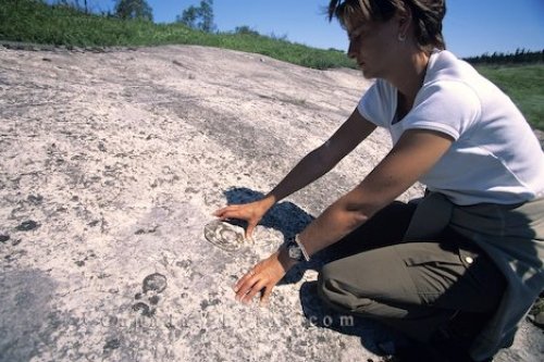 Photo: Fossils Main Brook Newfoundland