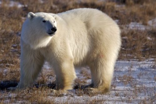 Photo: Global Warming Polar Bears Churchill Manitoba