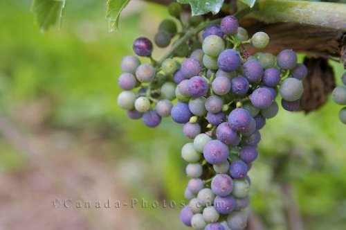 Photo: Grape Vine Nova Scotia Vineyard