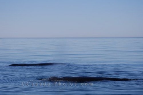 Photo: Humpback Whale Family Bay Of Fundy Whale Watching Tour