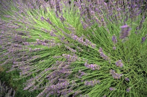 Photo: Lavender Field Bloom