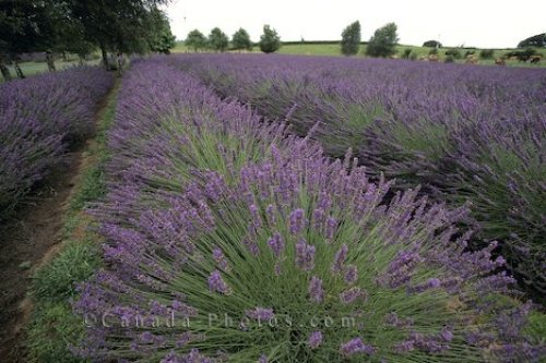 Photo: Lavender Field North Island New Zealand