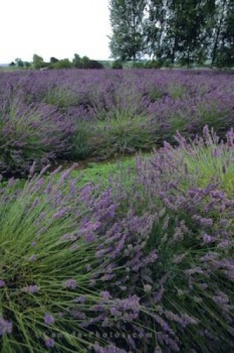Photo: Lavender Flowers