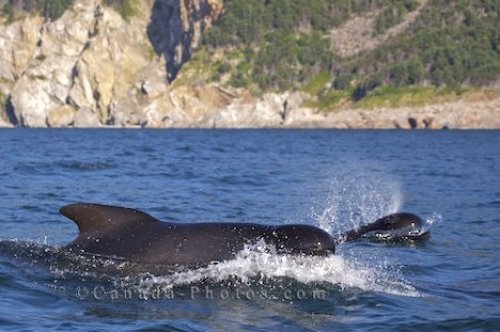 Photo: Long Finned Pilot Whales Globicephala Melas Dolphins
