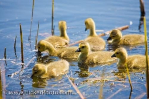 Photo: Marsh Boardwalk Canadian Geese Goslings Leamington Ontario
