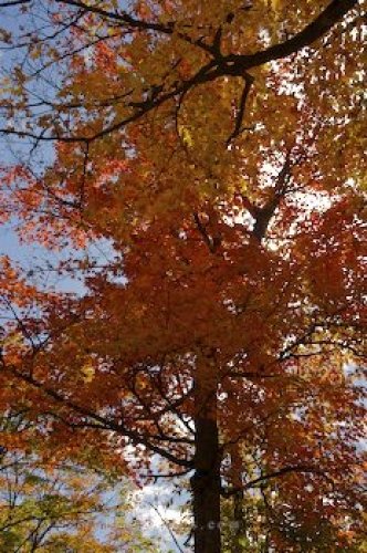 Photo: Ontario Autumn Trees Algonquin Provincial Park