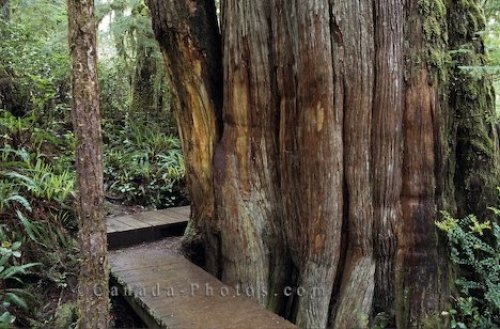 Photo: Pacific Rim Rainforest Vancouver Island