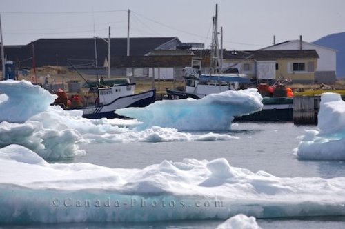 Photo: Pack Ice Newfoundland