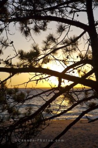 Photo: Pine Tree Sunset Lake Superior Ontario