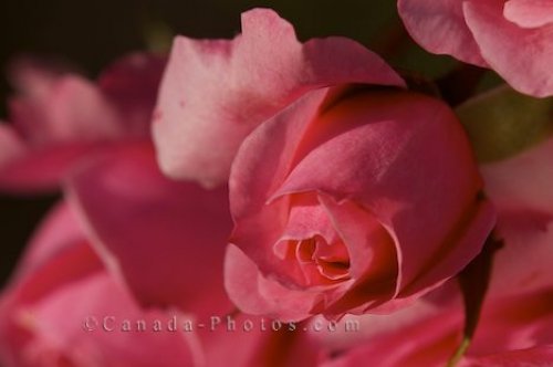 Photo: Pink Rose Bush Rose Garden Montreal