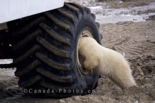Photo: Polar Bear Activities Churchill Manitoba