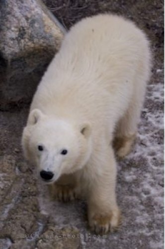 Photo: Polar Bear Baby Tundra Buggy Tours Churchill