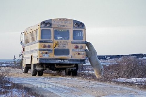 Photo: Polar Bear Bus Churchill Manitoba