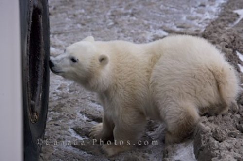 Photo: Polar Bear Exploring Churchill Wildlife Management Area