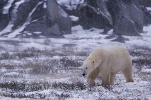 Photo: Polar Bear Hudson Bay Tundra Churchill Manitoba
