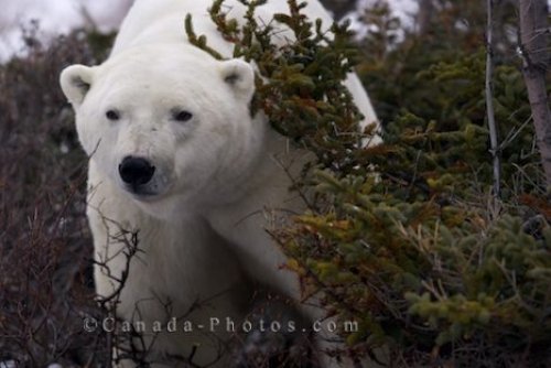 Photo: Polar Bear Peering From Behind Tundra Bush Churchill