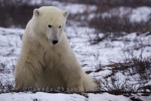 Photo: Polar Bear Sitting Churchill Manitoba