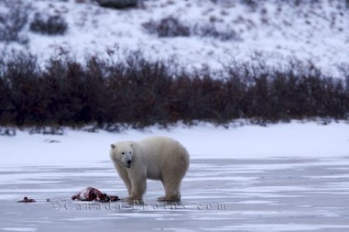 Photo: Polar Bear Food Hudson Bay Manitoba