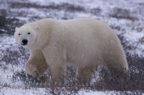 Photo: Polar Bear Snow Hudson Bay Churchill Manitoba
